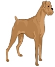 boxer