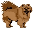 chow